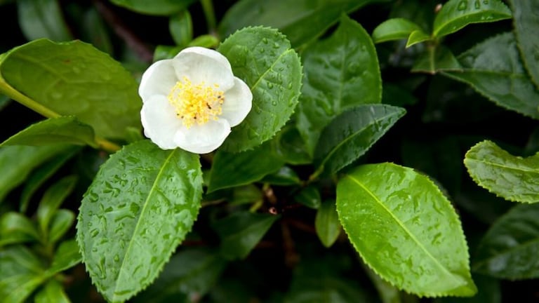 La Camellia Sinesis aporta muchos beneficios al cuerpo humano.