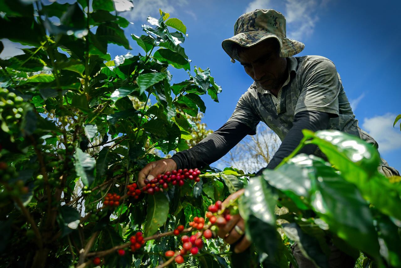 La Mesa Nacional del Café, es una  iniciativa de firmantes del acuerdo de paz que reúne a más de 30 cooperativas de café provenientes de nueve departamentos de Colombia, y  busca implementar distintas acciones que permitan el crecimiento de los proyectos productivos, colectivos e individuales.