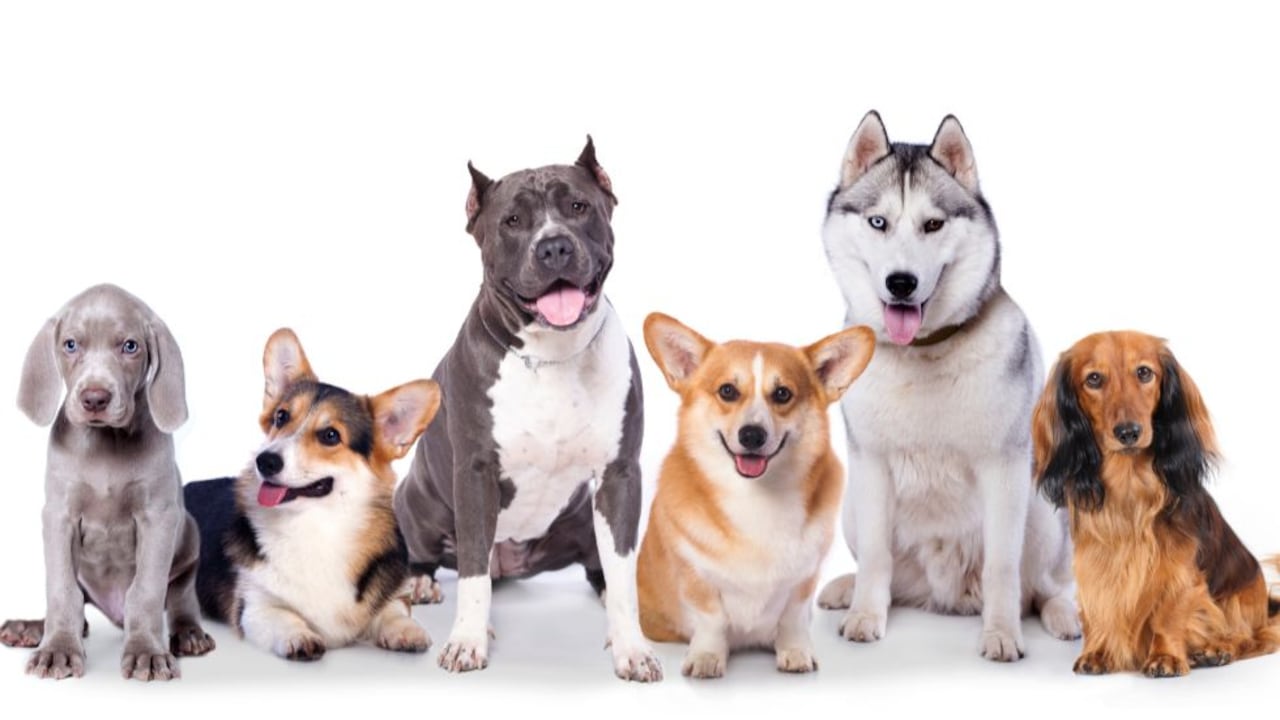Los perros históricamente han sido amaestrados para cumplir diferentes roles en la sociedad.