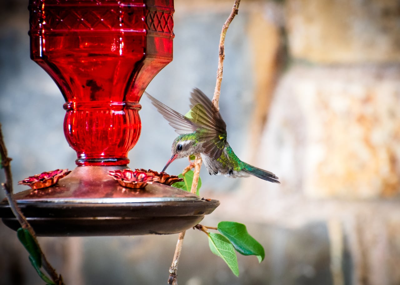 Descubra cómo convertir su jardín en un imán para colibríes sin utilizar néctar artificial, mediante el uso de plantas nativas y otros trucos naturales.