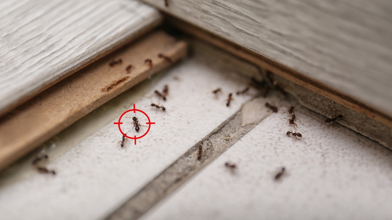 Las hormigas no son bienvenidas en casa, pero el orégano podría ser el  aliado en la lucha contra estas intrusas.
