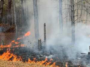 invasores prendieron fuego a mil hectáreas de una reserva natural protegida.