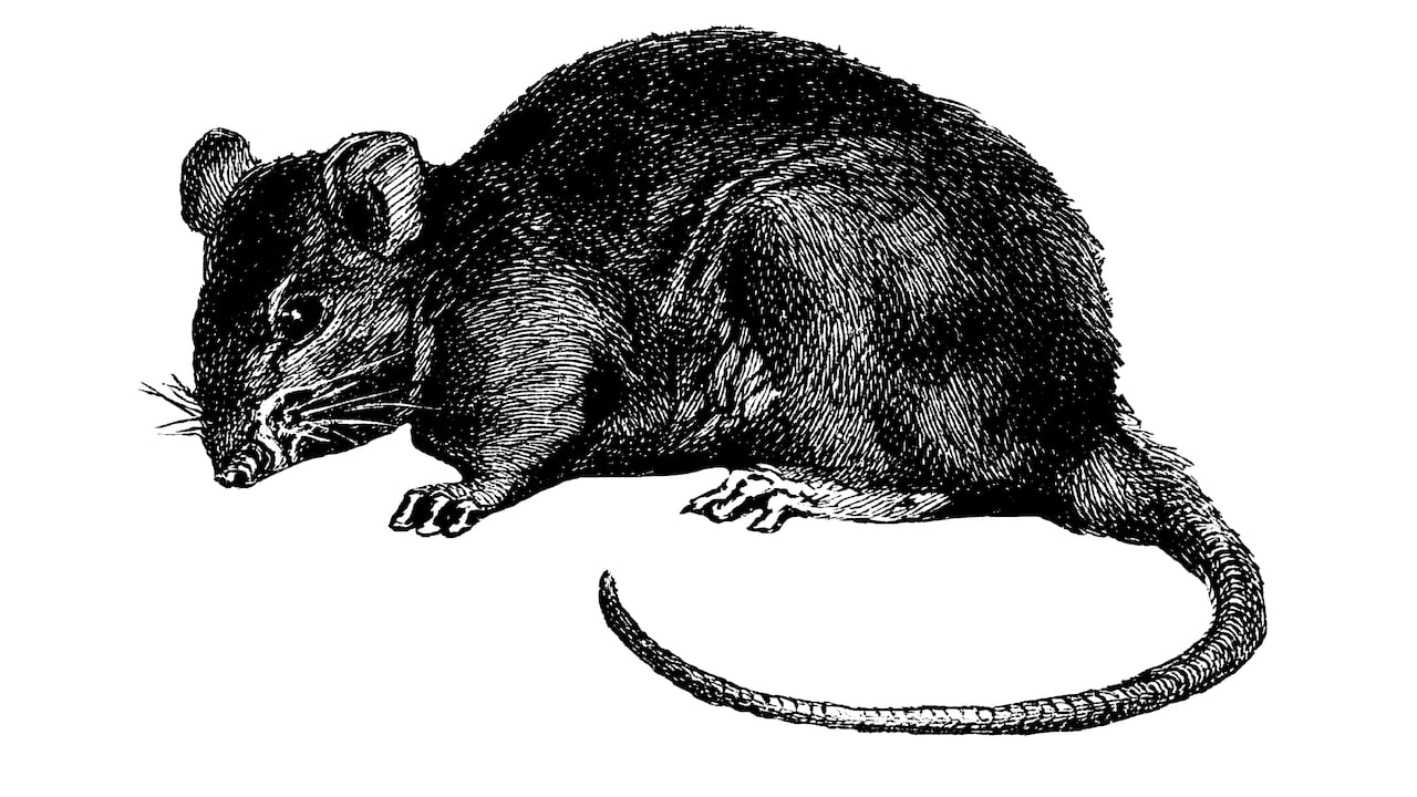 Las ratas negras son consideradas como una de las plagas más peligrosas en todo el mundo.