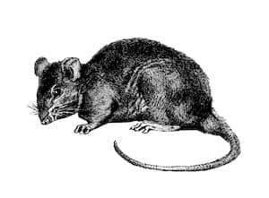 Las ratas negras son consideradas como una de las plagas más peligrosas en todo el mundo.