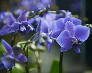 Descubra los secretos detrás del enigmático color azul en las orquídeas con métodos innovadores.