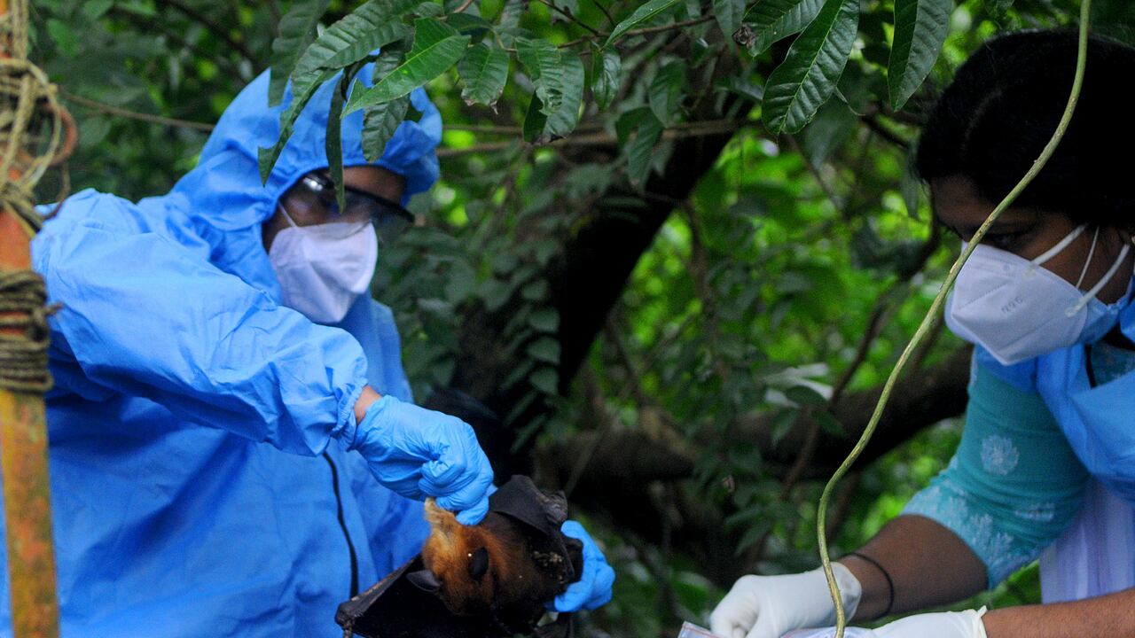 Los funcionarios depositan un murciélago en una bolsa de plástico después de atraparlo el 7 de septiembre de 2021 en Kozhikode, India. El virus Nipah lo transmiten principalmente los murciélagos frugívoros.