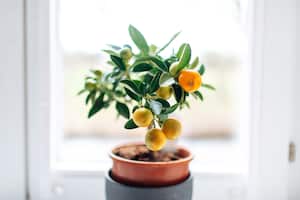 Antes de embarcarse en el cultivo de mandarinas, es crucial comprender los requisitos específicos del árbol, desde el suelo hasta la exposición al sol.
