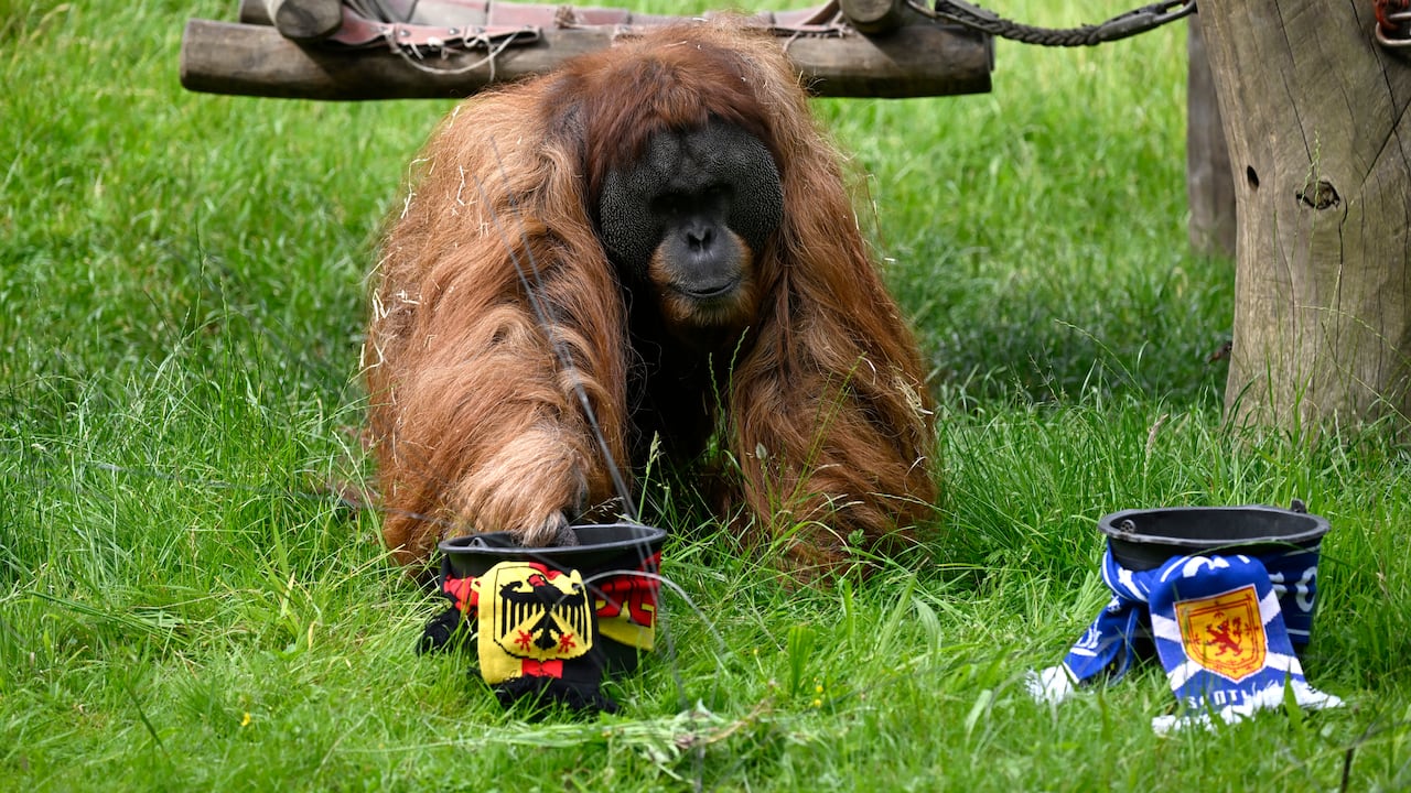 Walter, el Orangután, predice el resultado del Alemania vs Escocia