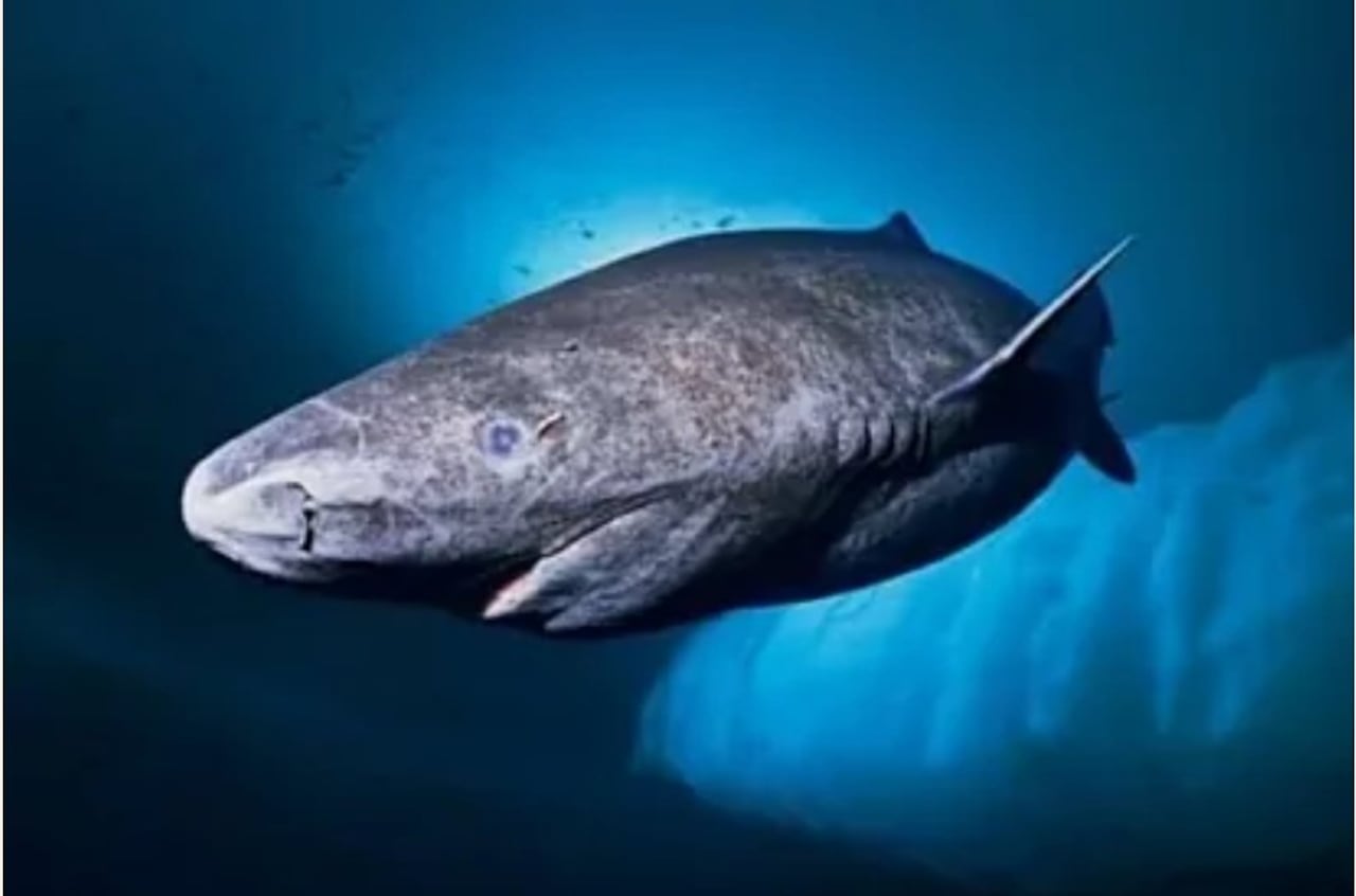 El tiburón de Groenlandia encontrado en Belice nació en el siglo XVI.