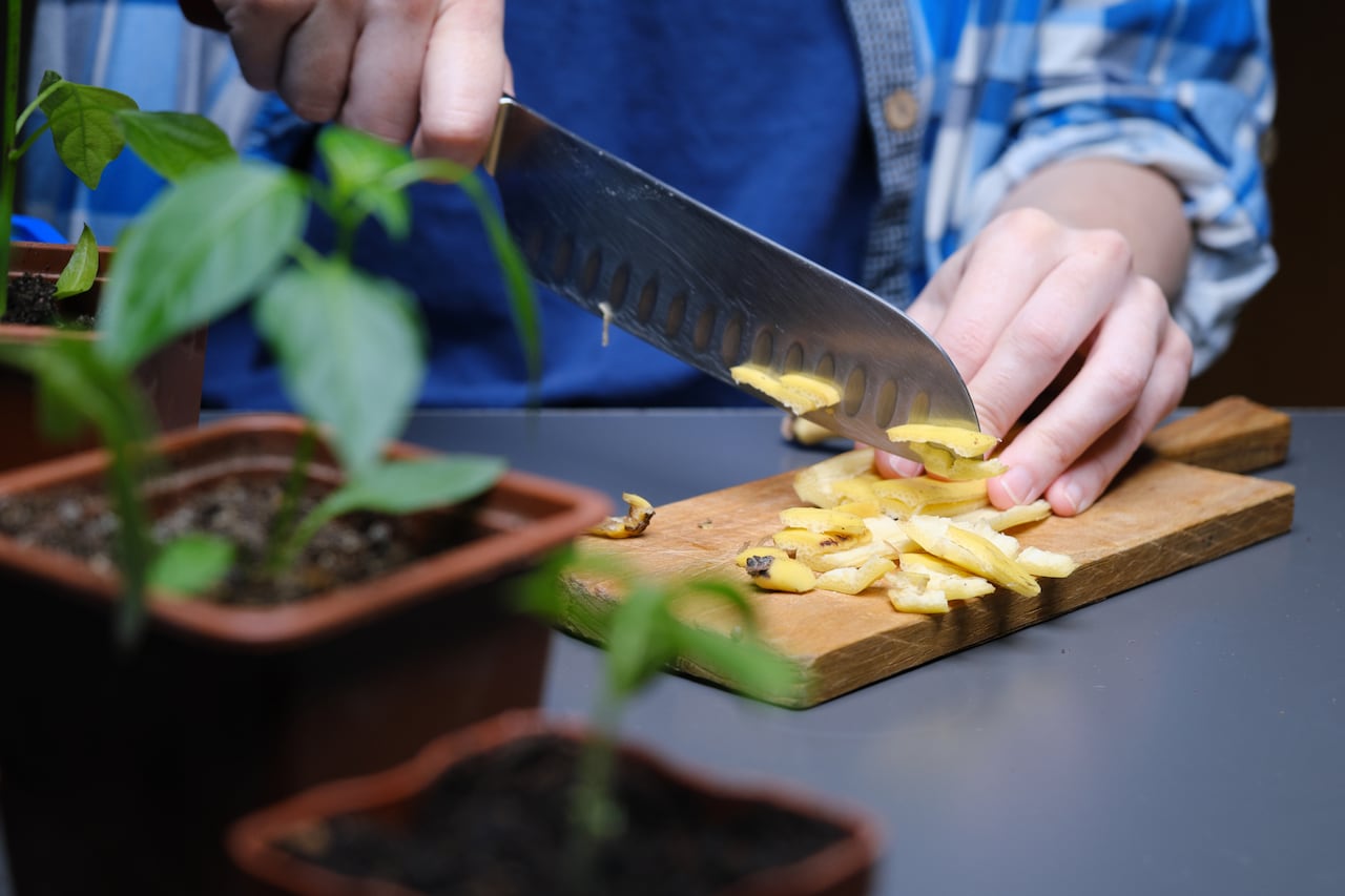 ¿Quiere cultivar limoneros vibrantes y saludables en maceta? Aprenda cómo la cáscara de plátano puede proporcionar los nutrientes necesarios para el crecimiento óptimo de estas plantas.