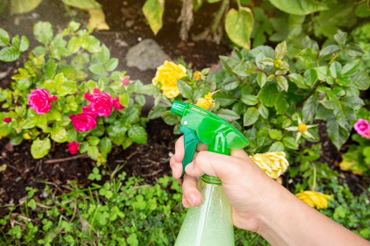 Estos son los efectos que puede tener el detergente en las plantas.