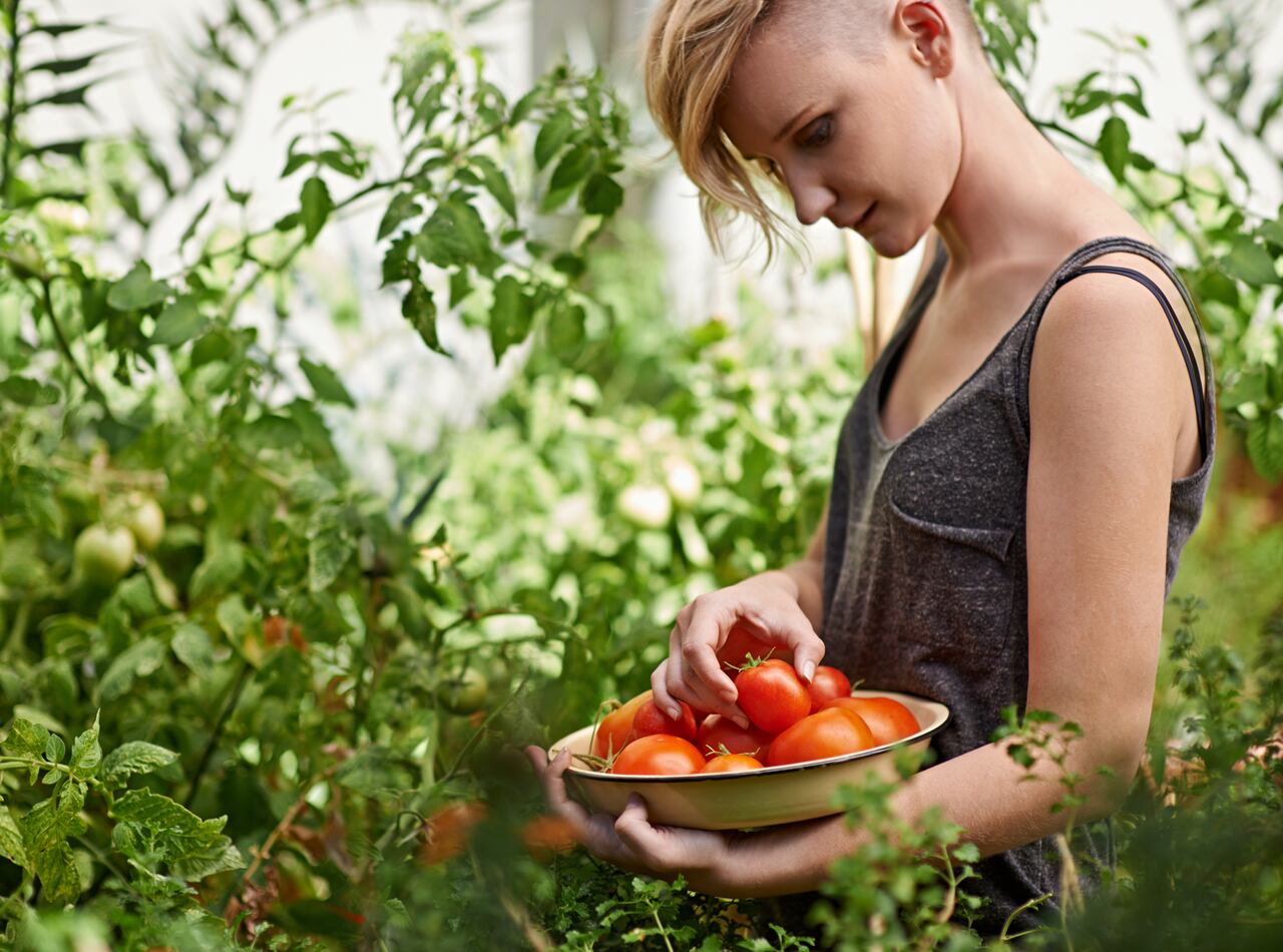 Mujer cosechando tomates