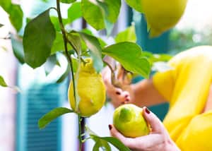 En los rincones de los jardines, un dilema común acecha a los amantes de la jardinería: la angustia de un limonero que se seca.