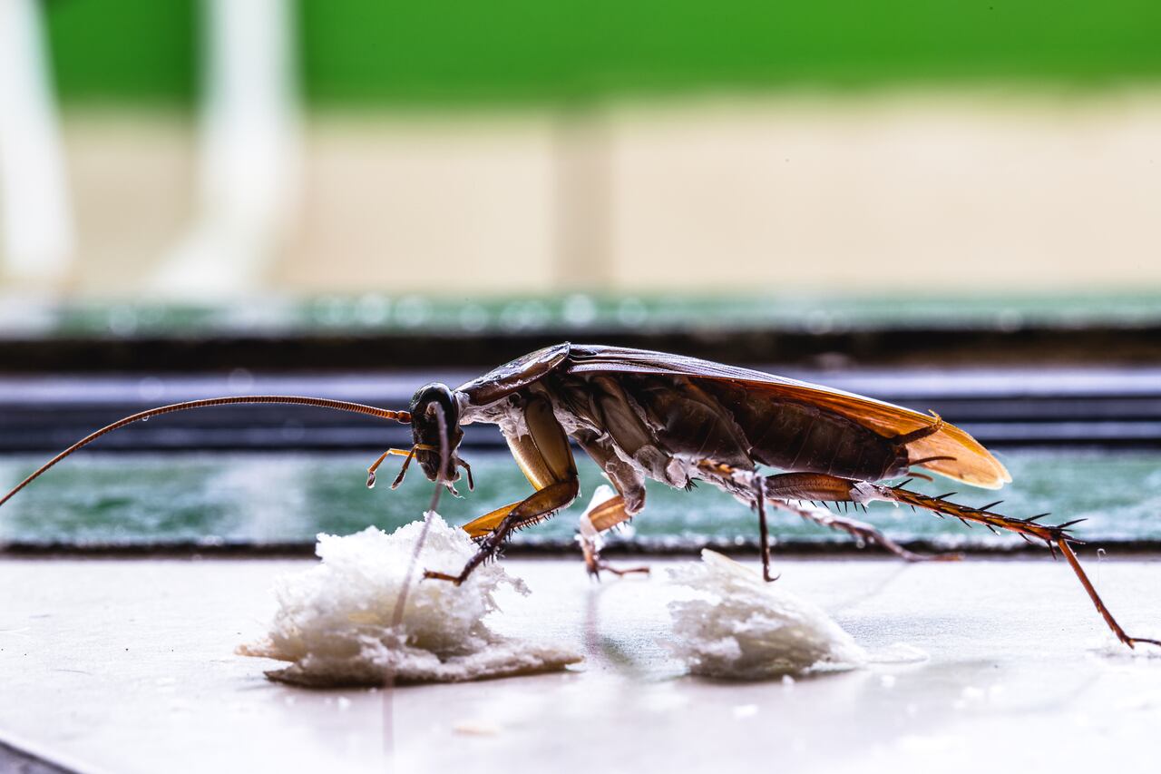 Científicos de renombre han compartido sus descubrimientos sobre los orígenes prehistóricos de las cucarachas y han explicado por qué estos insectos se sienten atraídos por las cocinas para reproducirse.