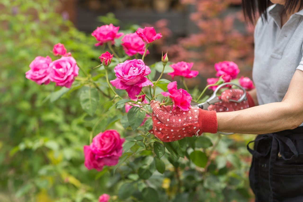 Descubra cómo un simple ingrediente casero puede transformar su jardín en un paraíso floral.