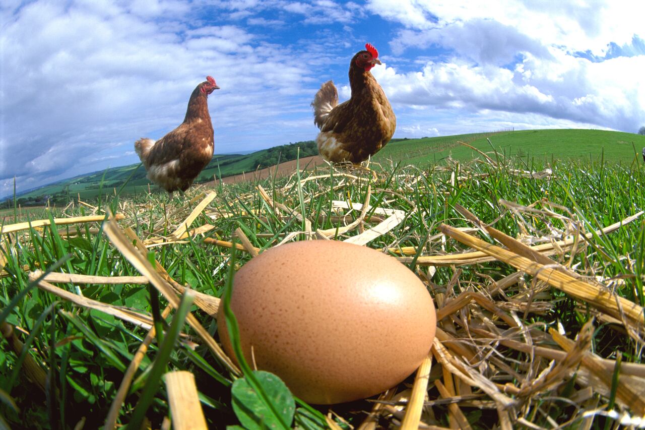 Explorando lo ancestral: ChatGPT desentraña la incógnita del huevo o la gallina.