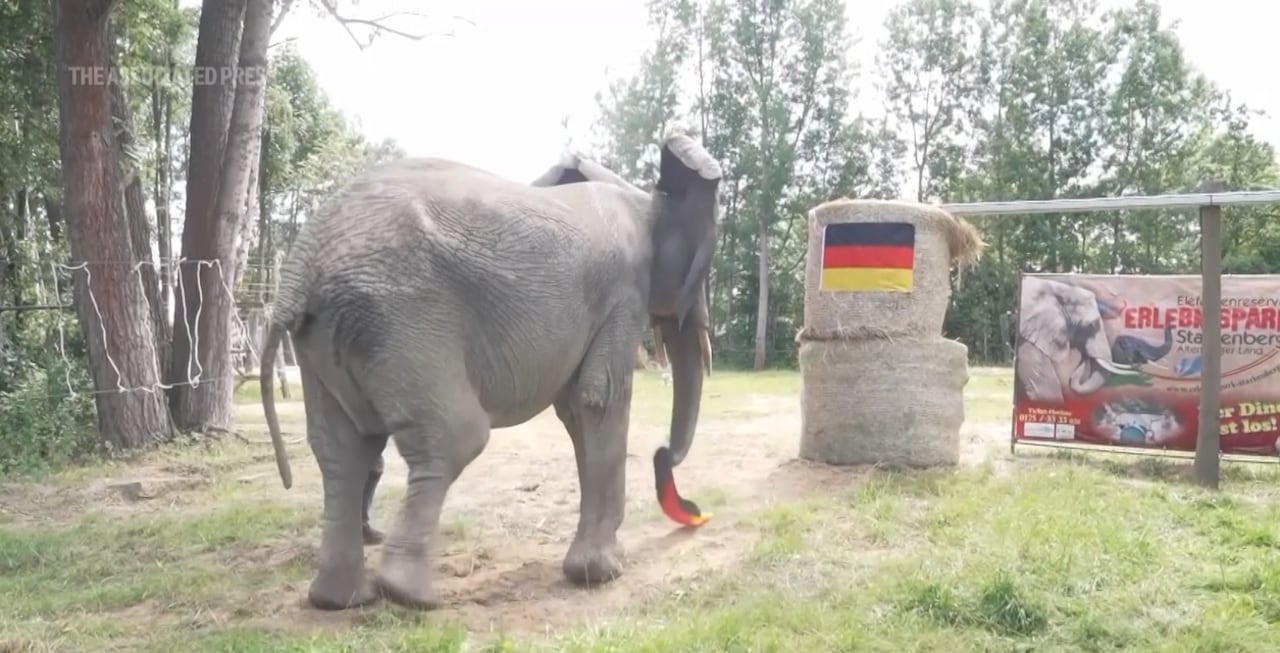 Bubi Elefante