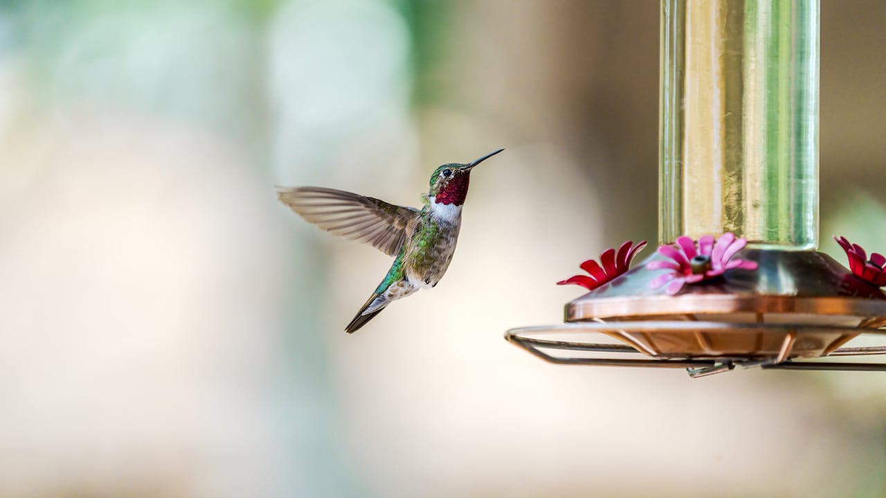 Aprenda a atraer colibríes al jardín sin necesidad de néctar artificial, con técnicas naturales que aseguran una visita constante de estos coloridos visitantes.