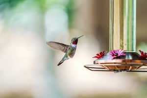 Transformar el jardín en un refugio para colibríes sin recurrir al néctar artificial es posible. Aquí se explica cómo hacerlo utilizando plantas nativas y otras estrategias.