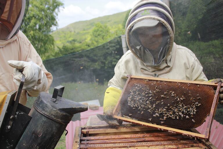 Para practicar la apicultura no solo se necesita el traje especializado para ello, sino que también se requiere el espacio adecuado para ubicar las colmenas y una serie de equipos, como un ahumador, cuyo humo sirve para calmar a las abejas.