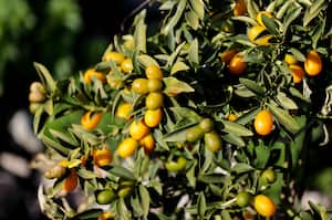 El quinoto, también conocido como kumquat o naranja enana, es una pequeña fruta cítrica que se asemeja a una mandarina en miniatura.