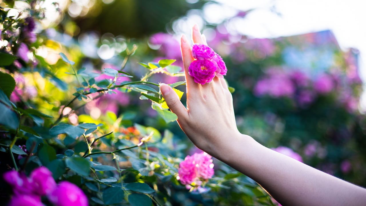 Entre los entusiastas de la jardinería, hay un rumor creciente sobre un truco casero que promete impulsar el crecimiento y la floración de los rosales.