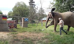 El elefante Bubi patea un balón hacia una portería con las banderas de Alemania y Escocia antes del duelo inicial de la Euro 2024. (David Breidert/dpa via AP)