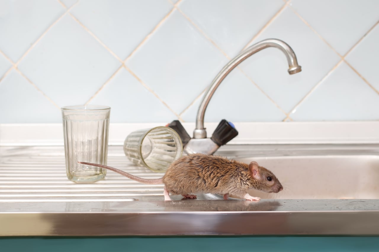 ¿Quiere mantener a los roedores alejados sin sacrificar la estética de su hogar? Esta planta lo hace posible.