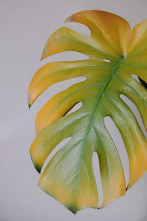 Las hojas de las plantas se ponen amarillas por falta de clorofila.