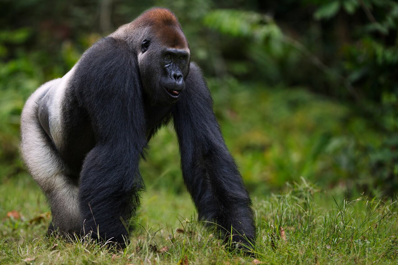 Se sugiere que la "caminata de gorila" puede ser la respuesta para mejorar la salud y perder peso simultáneamente, ofreciendo una alternativa sorprendente a las prácticas convencionales.