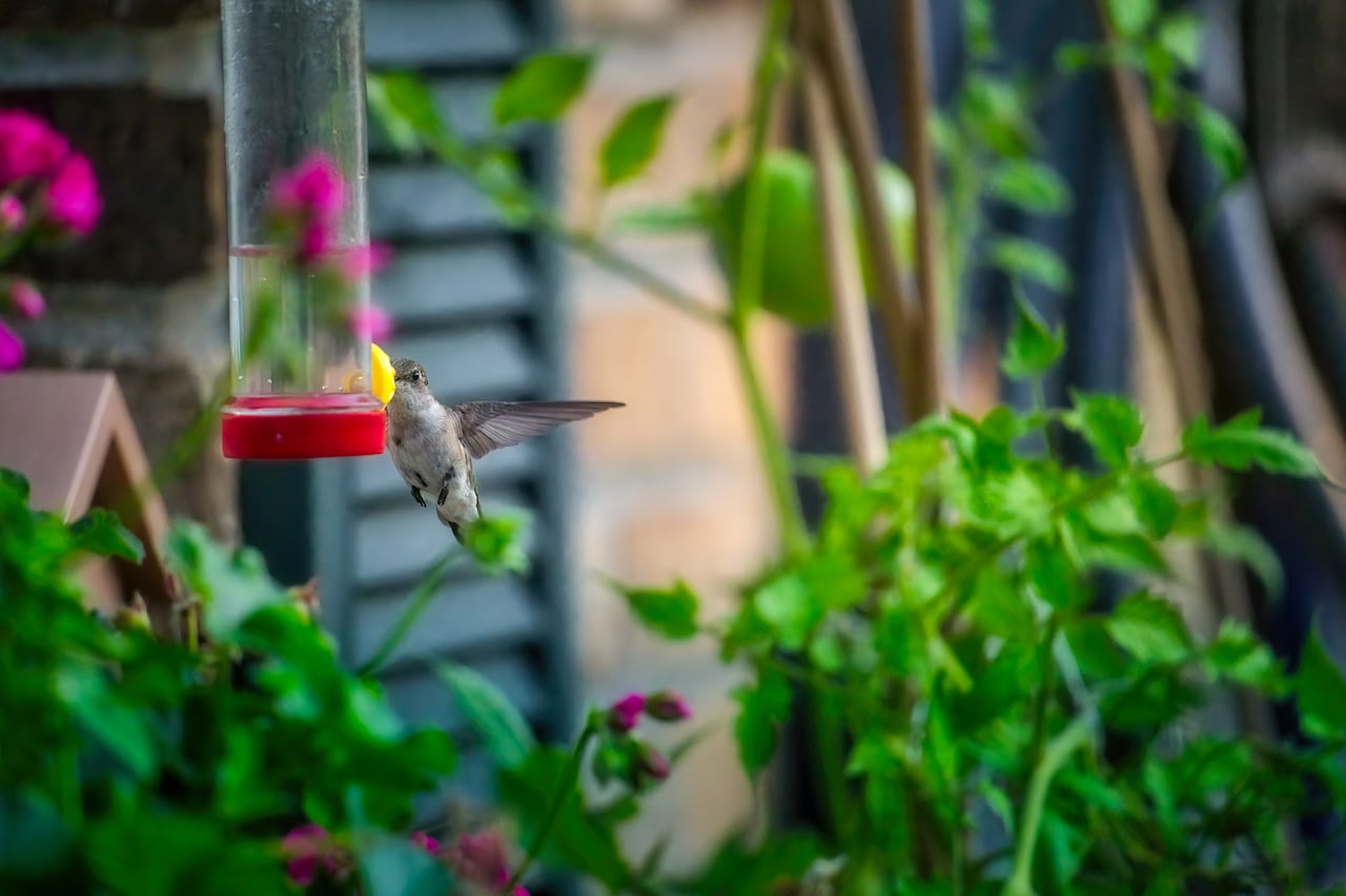 Atraer colibríes al jardín sin néctar artificial es más sencillo de lo que parece. Estas estrategias naturales garantizan un espacio vibrante y lleno de vida.