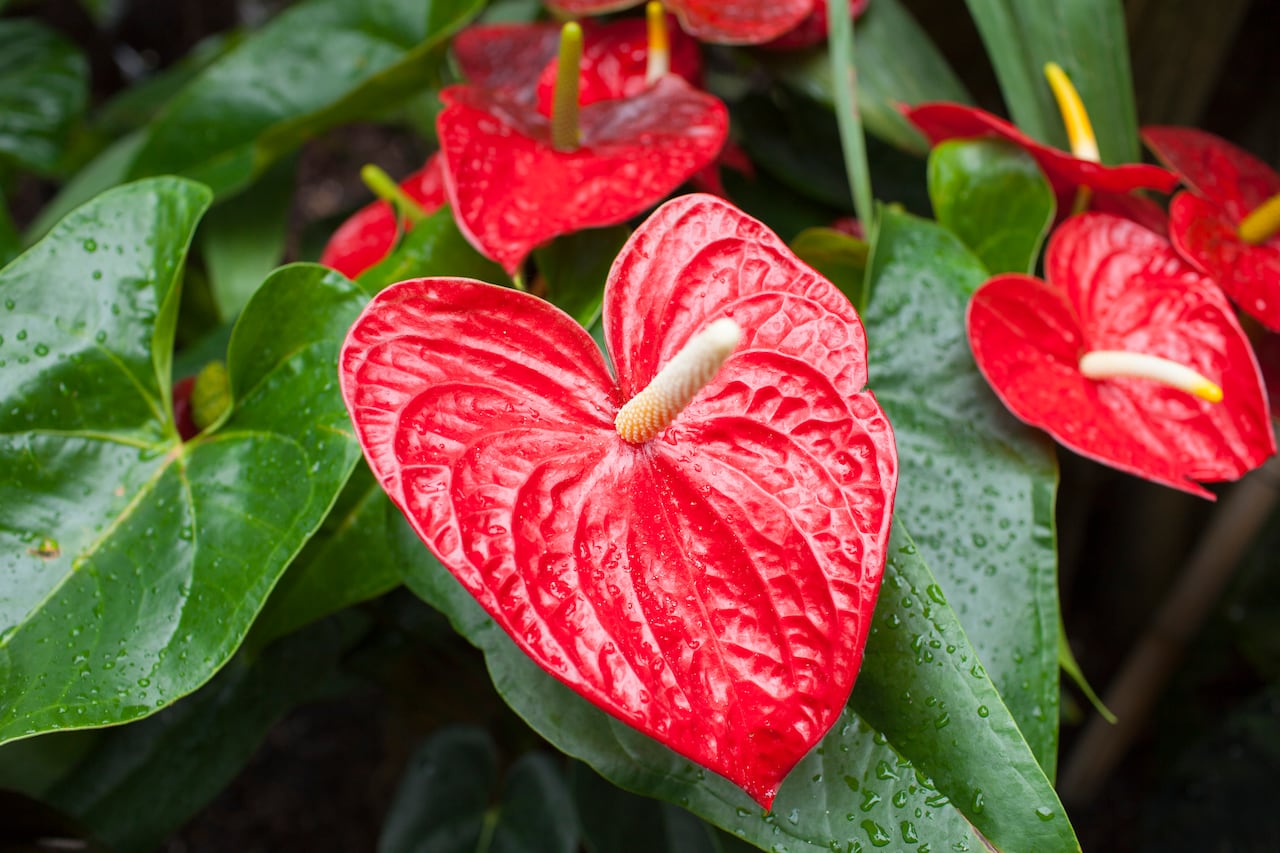 Flamingo Flower, Red Anthurium tropical plant, of arum Araceae group of plants with water droplets. Also known as Boy Flower