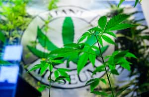 Una planta de cáñamo tipo "Fedora 17", baja en THC, crece en el Museo del Cáñamo de Berlín mientras el Bundestag (cámara baja del parlamento alemán) votará sobre la despenalización del cannabis, el 23 de febrero de 2024.